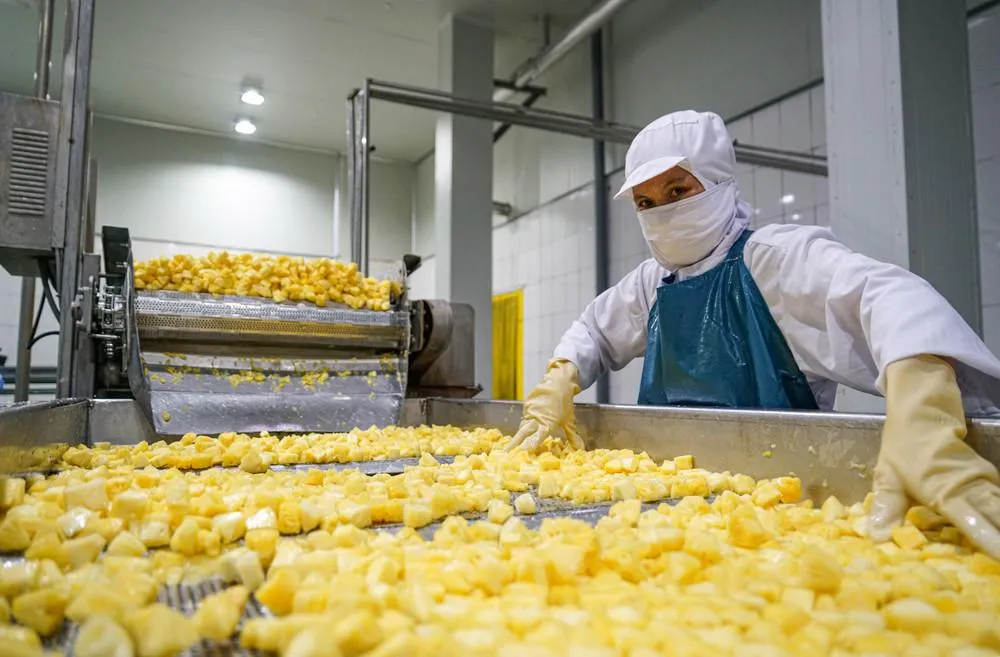 Rapid IQF freezing helps preserve pineapple quality